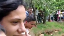 Monkeys Attack Drunk Man in Brazilian Zoo