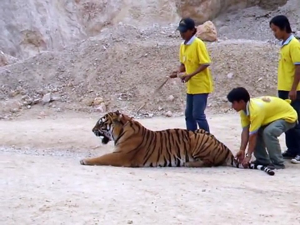 Pissed off Tiger in the Tiger Temple Thailand Kanchanaburi