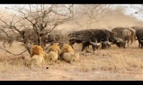 The Confrontation - 3 male Lions versus 300 Cape Buffalo