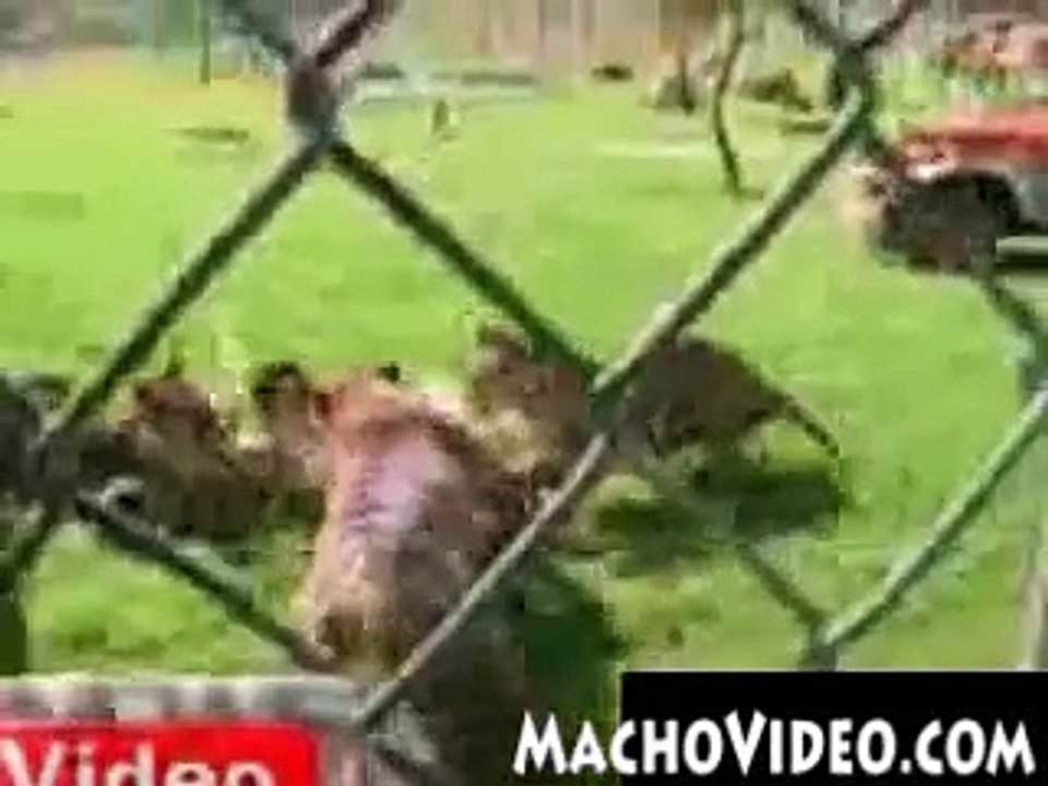 Tigers attacking man