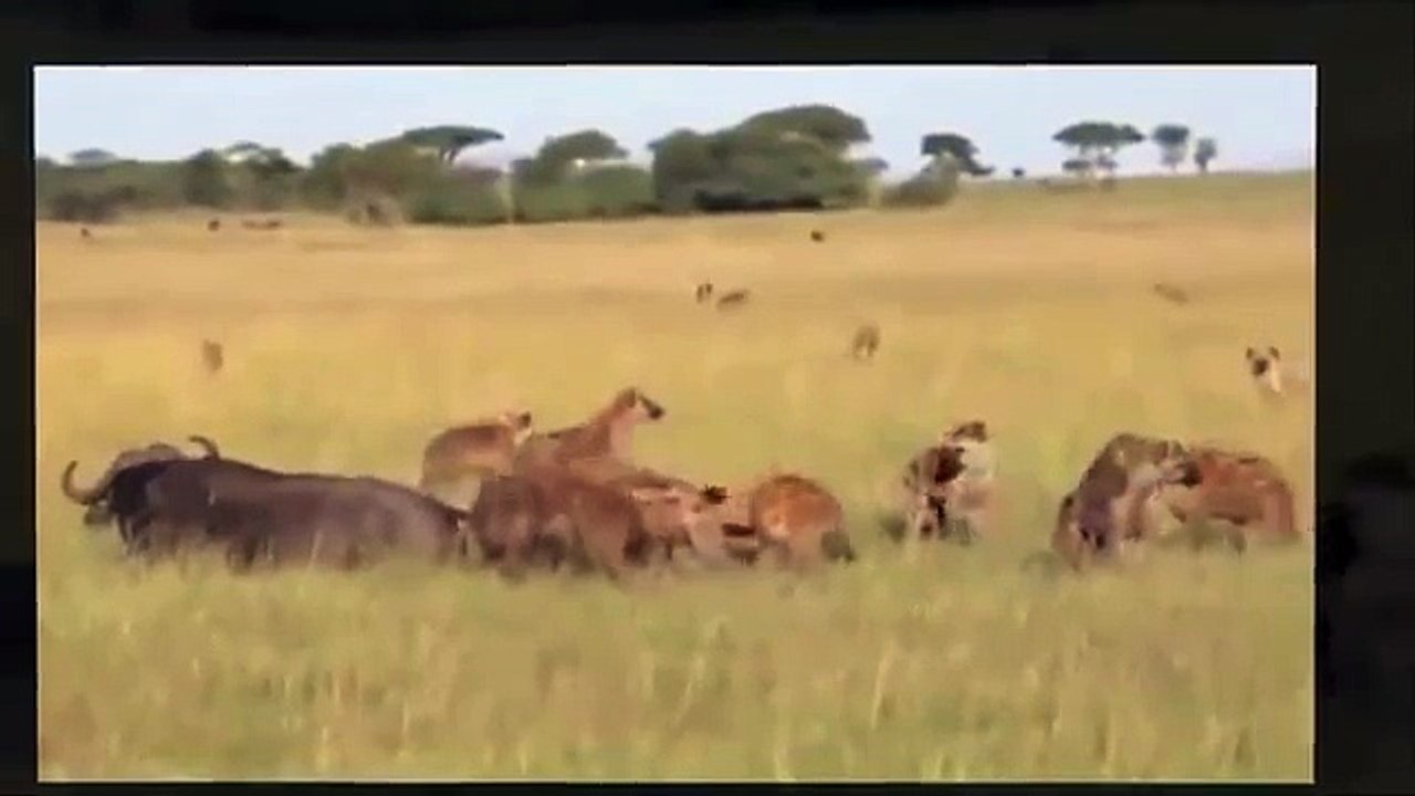Hyenas Hunting - Hyena Attack - Most Amazing Wild Animal Attacks