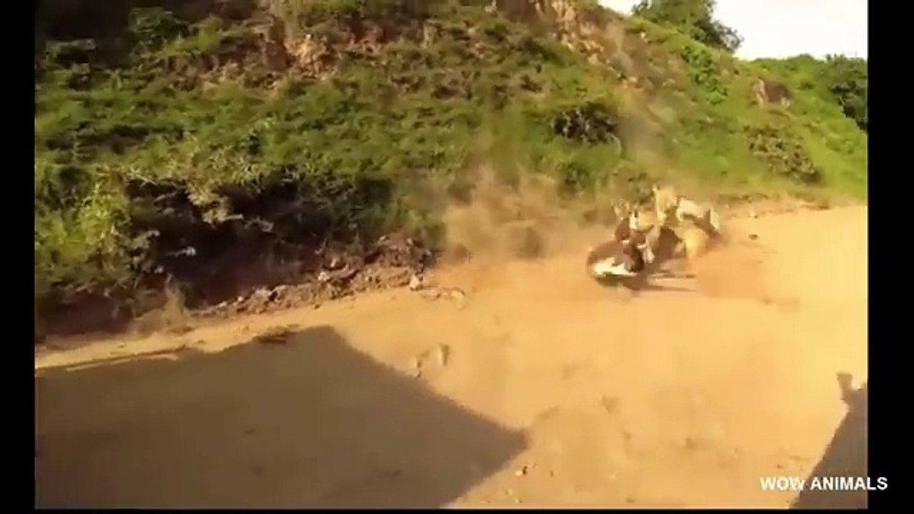 Hyenas vs Lions, Lion, Wild Dog, Crocodile   Predators Wild Animal Attacks
