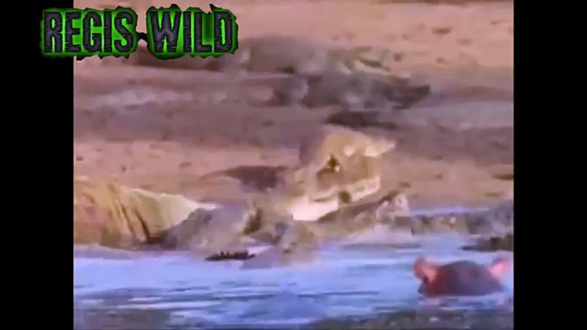 Crocodile Attack Aggression