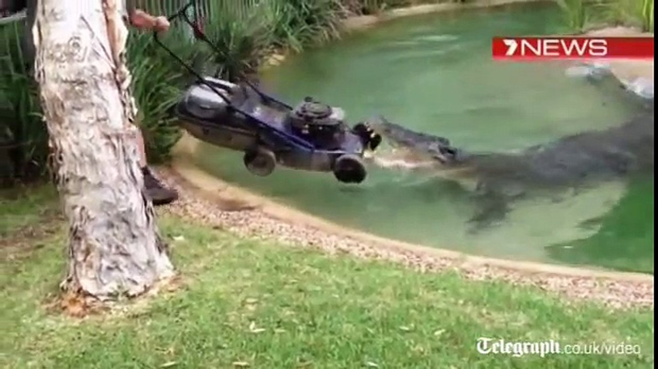 Crocodile attacks lawnmower in Australia
