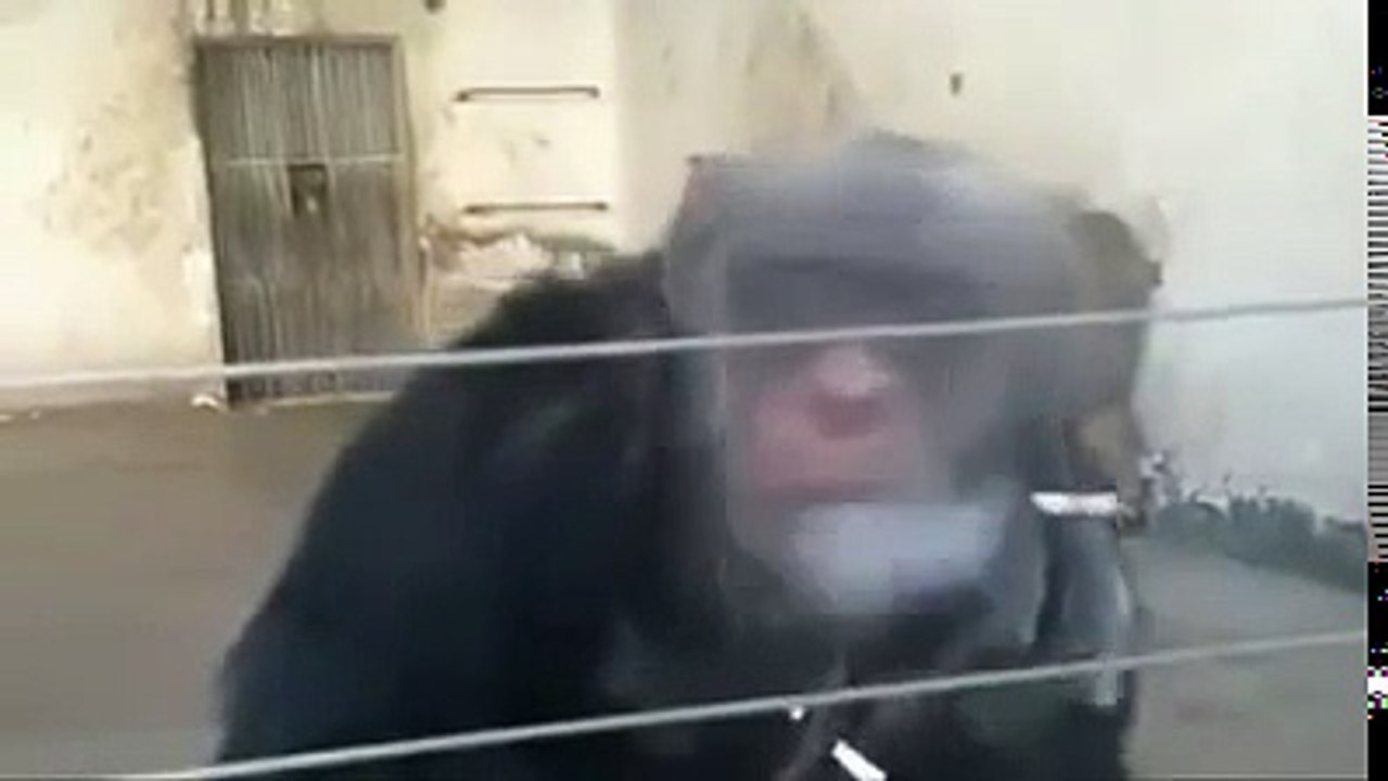 Sigara içen maymun