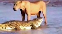 Lion vs Tiger,Crocodile,Buffalo Fight To Death, animal fighting   Animal Docs