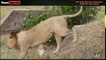 Male Lion Kill Cubs  Not for sensitive viewers