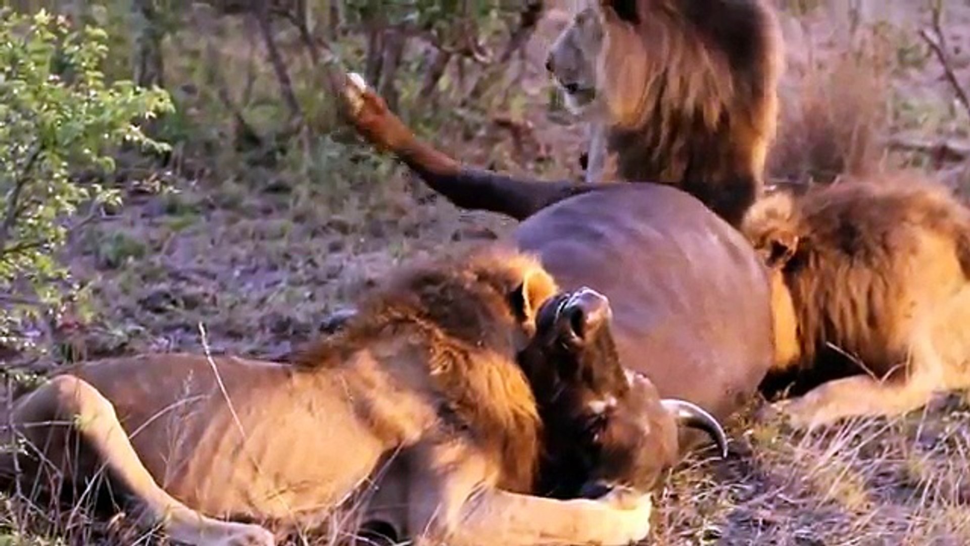 Male lions hunt and kill a buffalo (Majingilane males) - video dailymotion