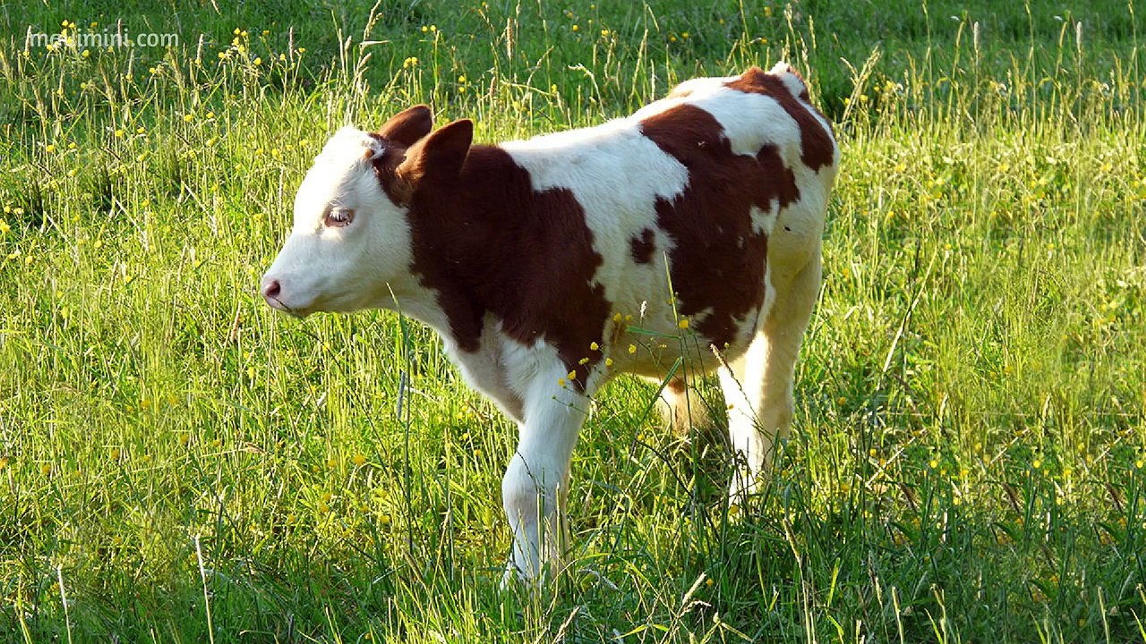 Sonidos de Animales para bebes y niños de 1, 2, 3 años