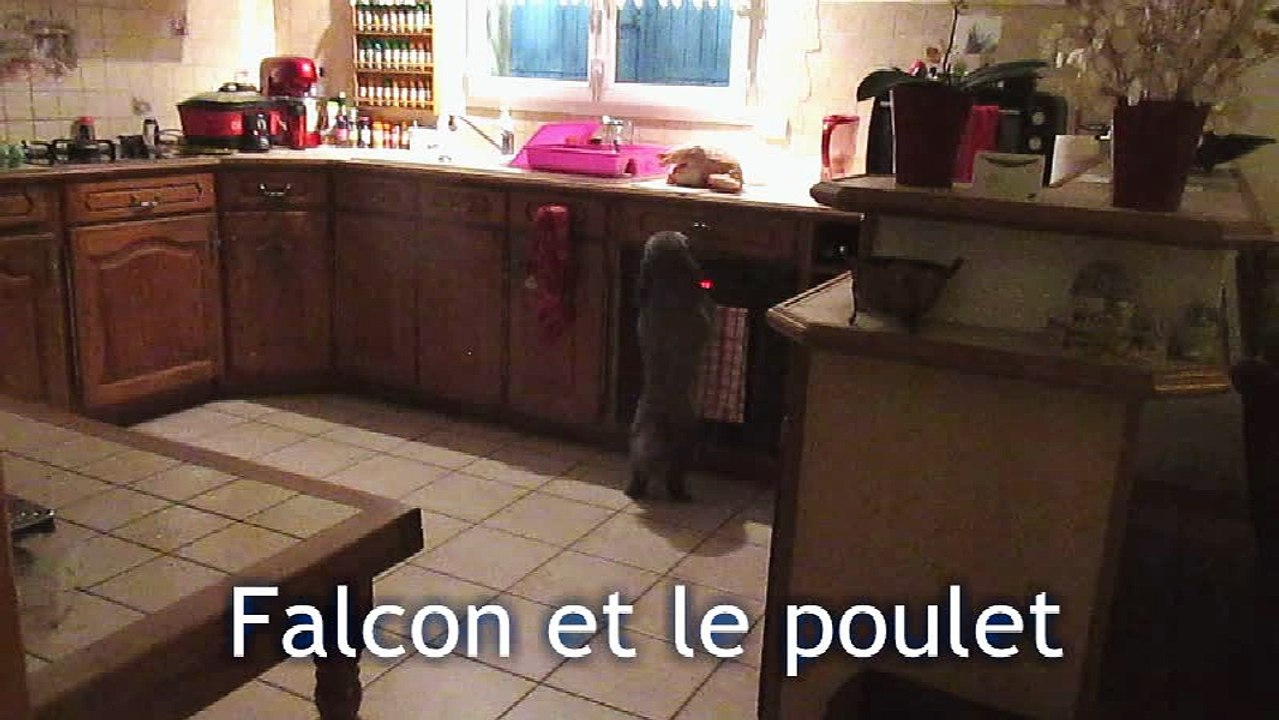 Falcon et le poulet