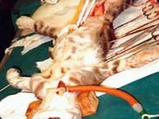 Animal Testing & Vivisection