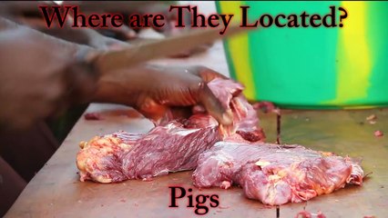 Human Tapeworm Removal