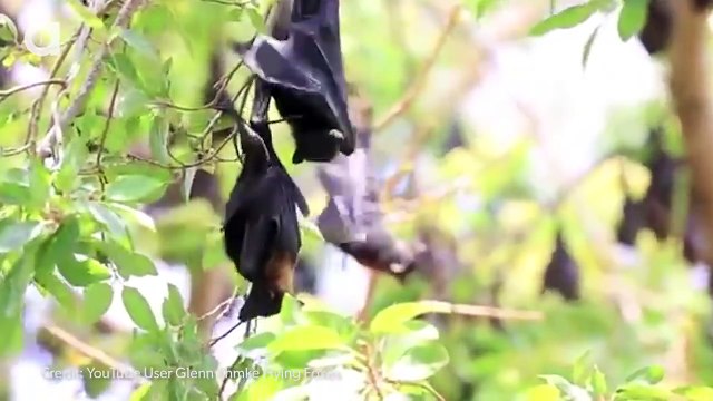 How We Helped Bats Spread Ebola