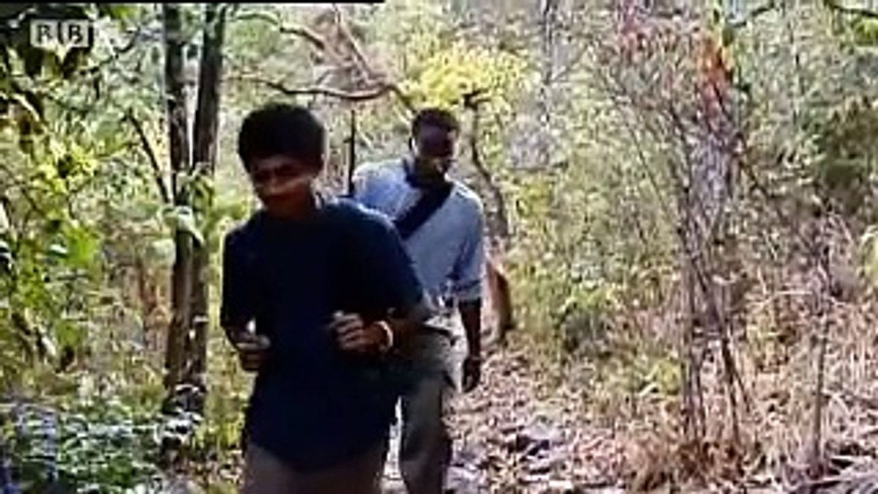 Tourists spread disease - Apes in Danger - BBC wildlife