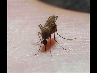 Invisibility Cloak On Mosquito's