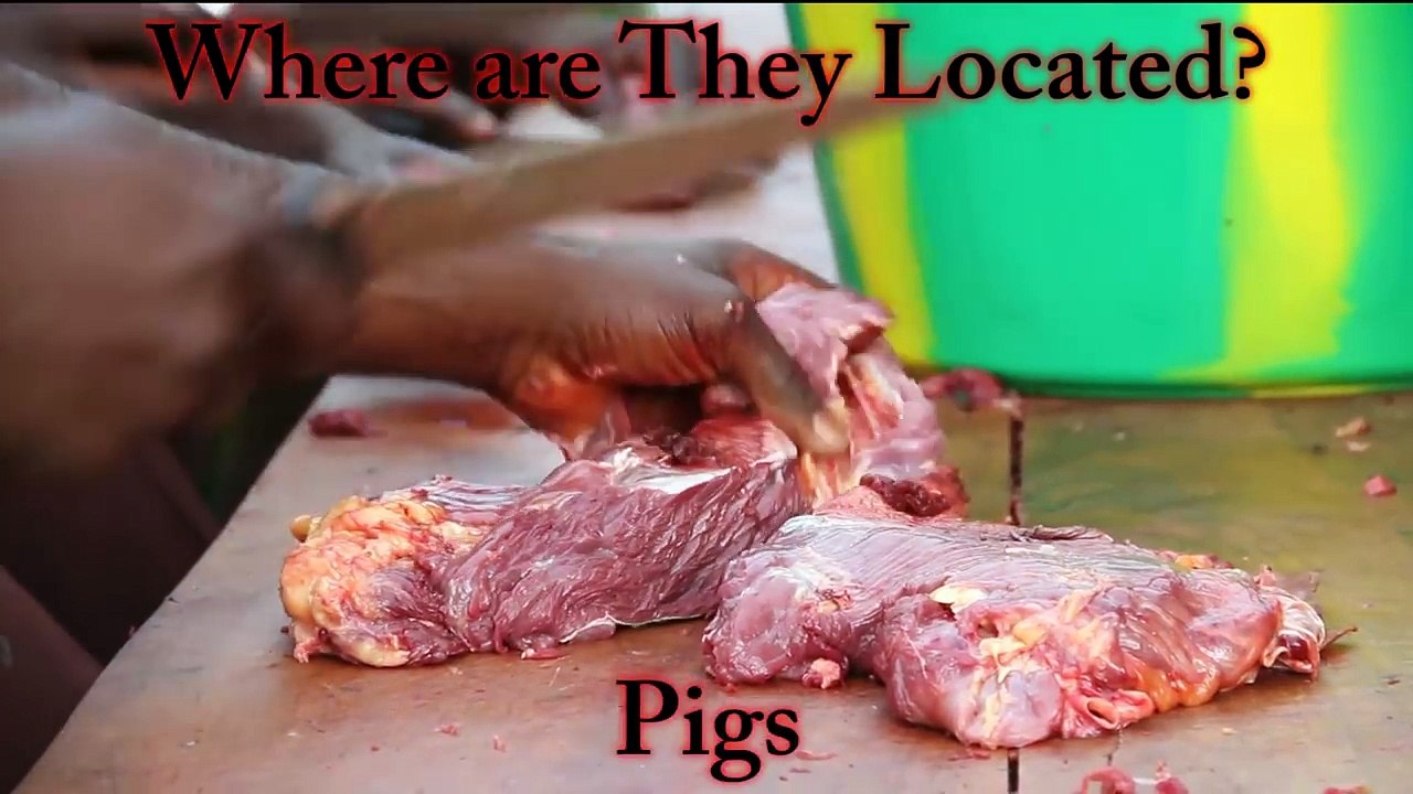 Human Tapeworm Removal