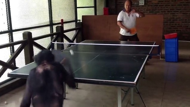 Un singe qui joue au ping-pong !