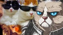 Топ 10 смешных котов Мира ПРИколы с КОТами Топ 10 Смешных Видео Про Котов 09,12,2016