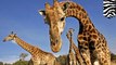 Giraffes among 25,000 species under threat of extinction endangered list says