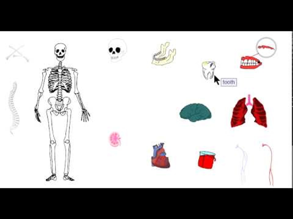 PJESET E TRUPIT  NE ANGLISHT - THE BODY'S LIMBS IN ENGLISH PART II - MESIMI 4