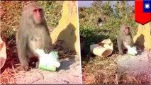Monyet pencuri bahkan mencuri pembalut wanita - Tomonews