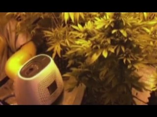 Cingoli (MC) - Serre di marijuana in cantina, denunciato (07.12.16)