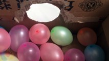 Cat popping balloons and more