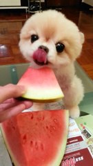 Little pomeranian loves watermelons