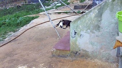 Cat Breastfeeds from Dog