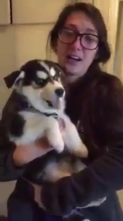 LOOL Marrant ce husky qui veut parler