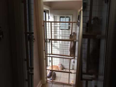 Cat Expertly Climbs Over Indoor Pet Barrier