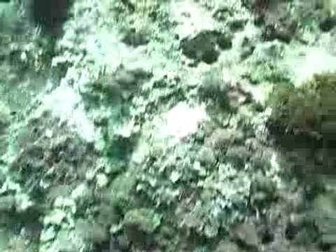 Filonide Taranto ed i ricci di mare nei fondali