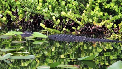 Alligators des Everglades
