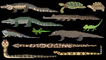Reptiles - Snakes, Lizards, Crocodilians & Turtles - The Kids' Picture Show (Fun & Educational)