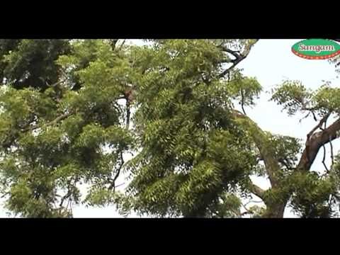 He Maa Kali Bhar De Jholi Jhuliya Jhulve Kaise Maiya Nimre Ke Daal