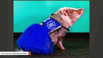 Therapy Pig Gets A Job At San Francisco Airport To Calm Flyers