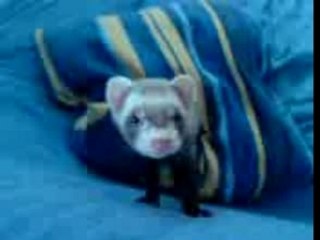 Foufoune la Furette 2