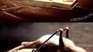 top new funnyPet_Rats_Are_Awesome__Compilation 2016