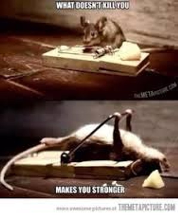 top new funnyPet_Rats_Are_Awesome__Compilation 2016
