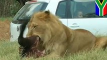 Lion attack- tourist mauled to death - tigers and lions kill round-up