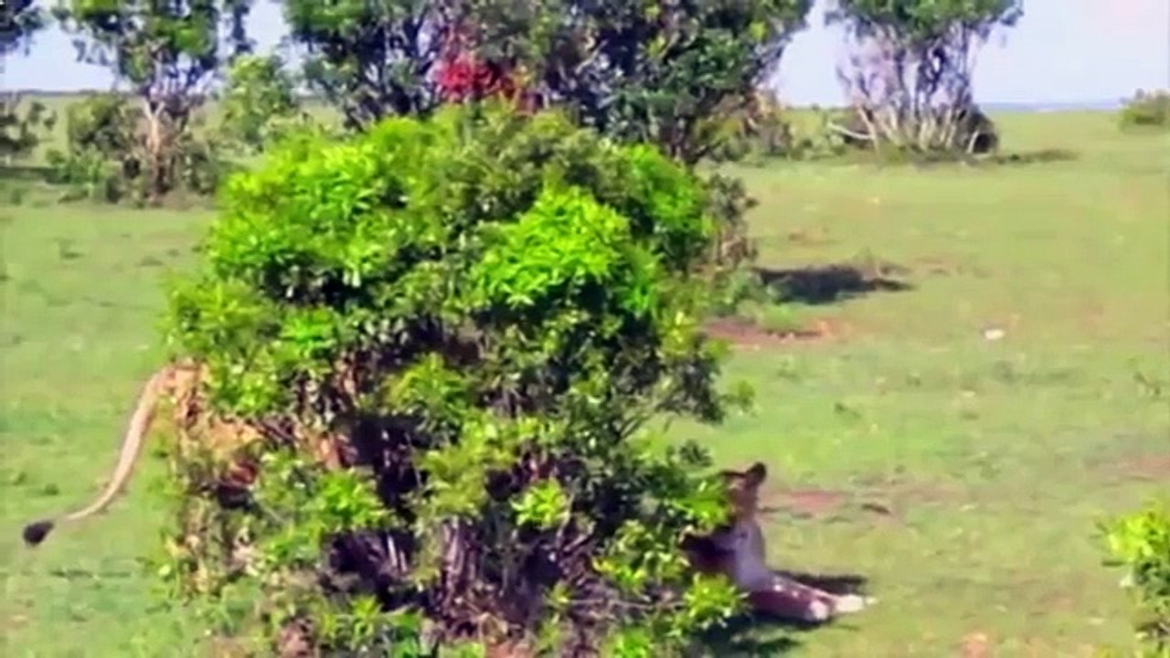 Wild Lions Mating - Wild animals mating habits