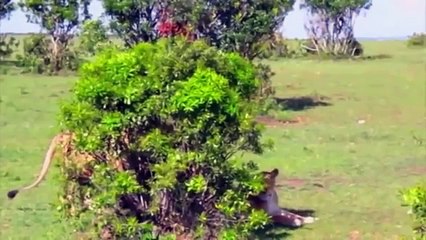 Wild Lions Mating - Wild animals mating habits
