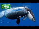 Killer Whale Vs Great White Shark - National Geographic Documentary (HD)