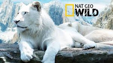The Rare and Exotic Animals - National Geographic Documentary