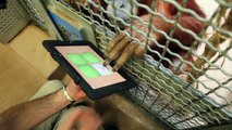 Toronto Zoo Sumatran Orangutans Join The iPad Generation!