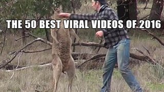 The 50 Best Viral Videos of 2016