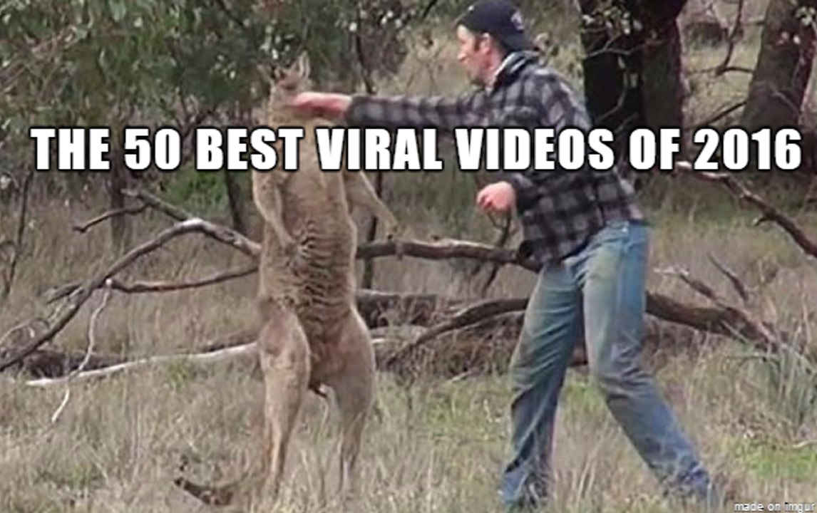 The 50 Best Viral Videos of 2016