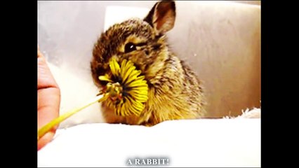 BÊTES DE SCÈNE - PAROLE D'ANIMAUX-lLu4YGCjDww