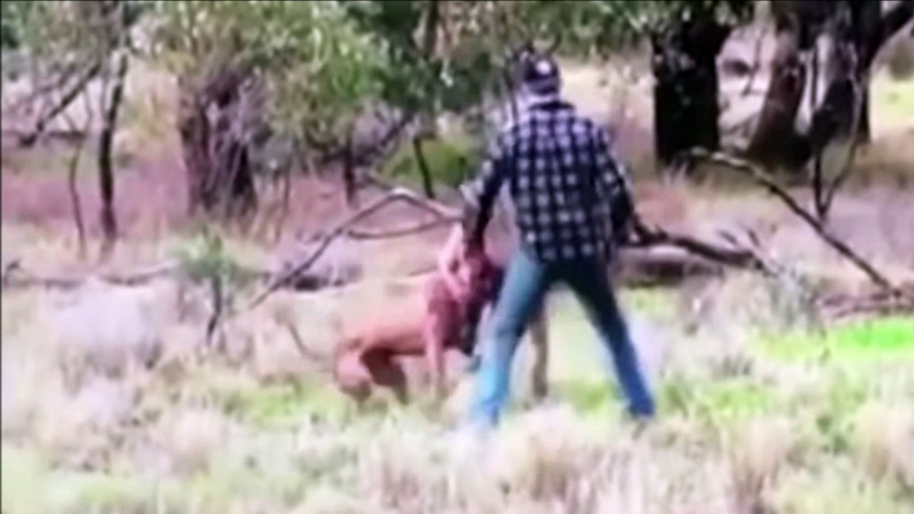 Kangaroo vs. Human REAL
