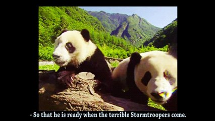 JEDI & PADAWAN - PAROLE D'ANIMAUX-JrXnKI0DfV8